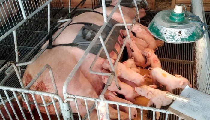  Com apoio do Anjo Inovador, startup paranaense desenvolve cinta massageadora para suinocultura 